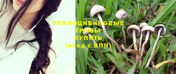 прущие грибы Баксан